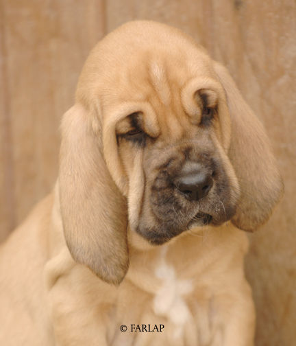 Marksbury Puppy 2006 -red bitch